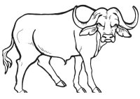 Taur